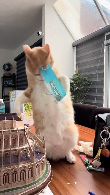 Как сломать кота