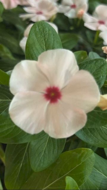 В окружение цветочной гаммы🌸