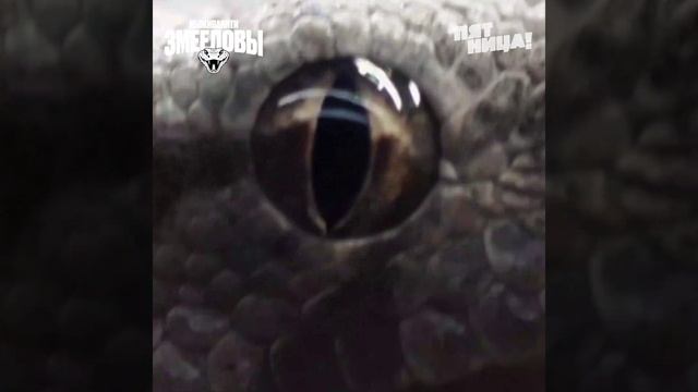 Выживалити. Змееловы