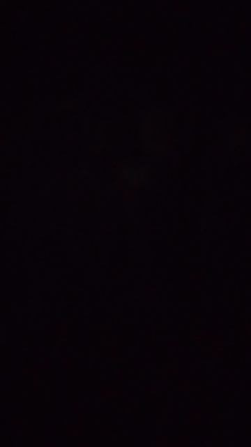 Собаки Грицовский