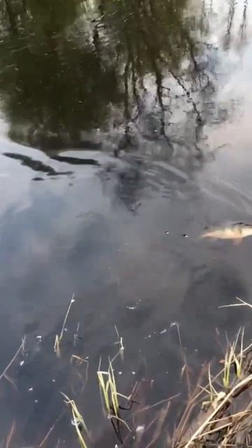 Окушок на р. Мга! 🎣