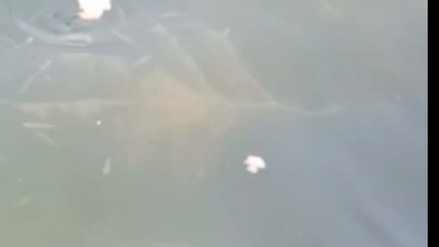 Очень много мальков на Новом озере!Им нравится хлебушек🤗