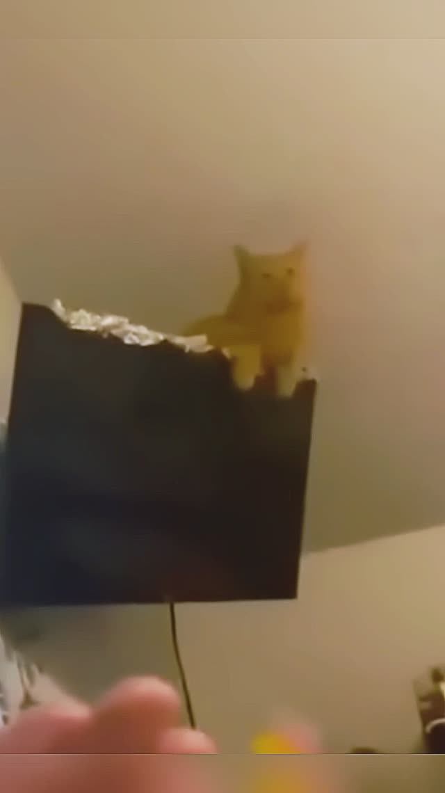 Funny animal moments I Забавные моменты с животными