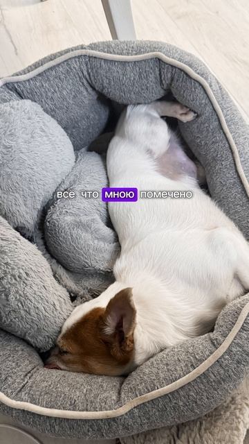 #проза #собака #юмор