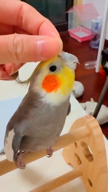 Смешные животные