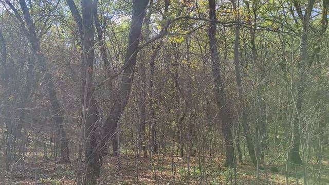 Вот он лес на Покрова