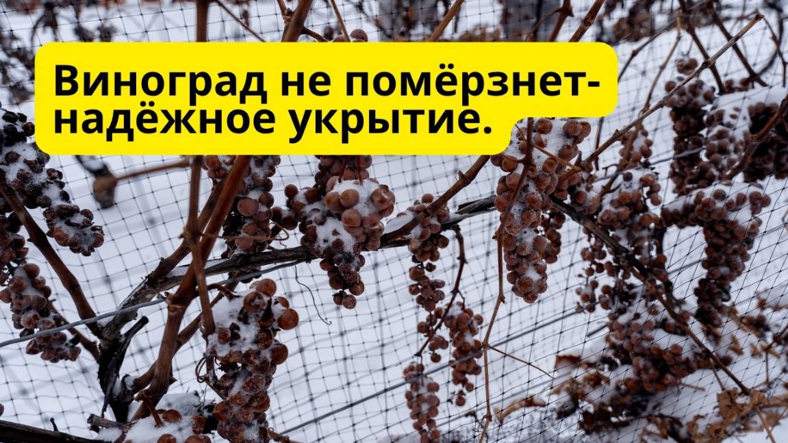 Лучший способ укрытия винограда на зиму- это легко и хорошо зимует