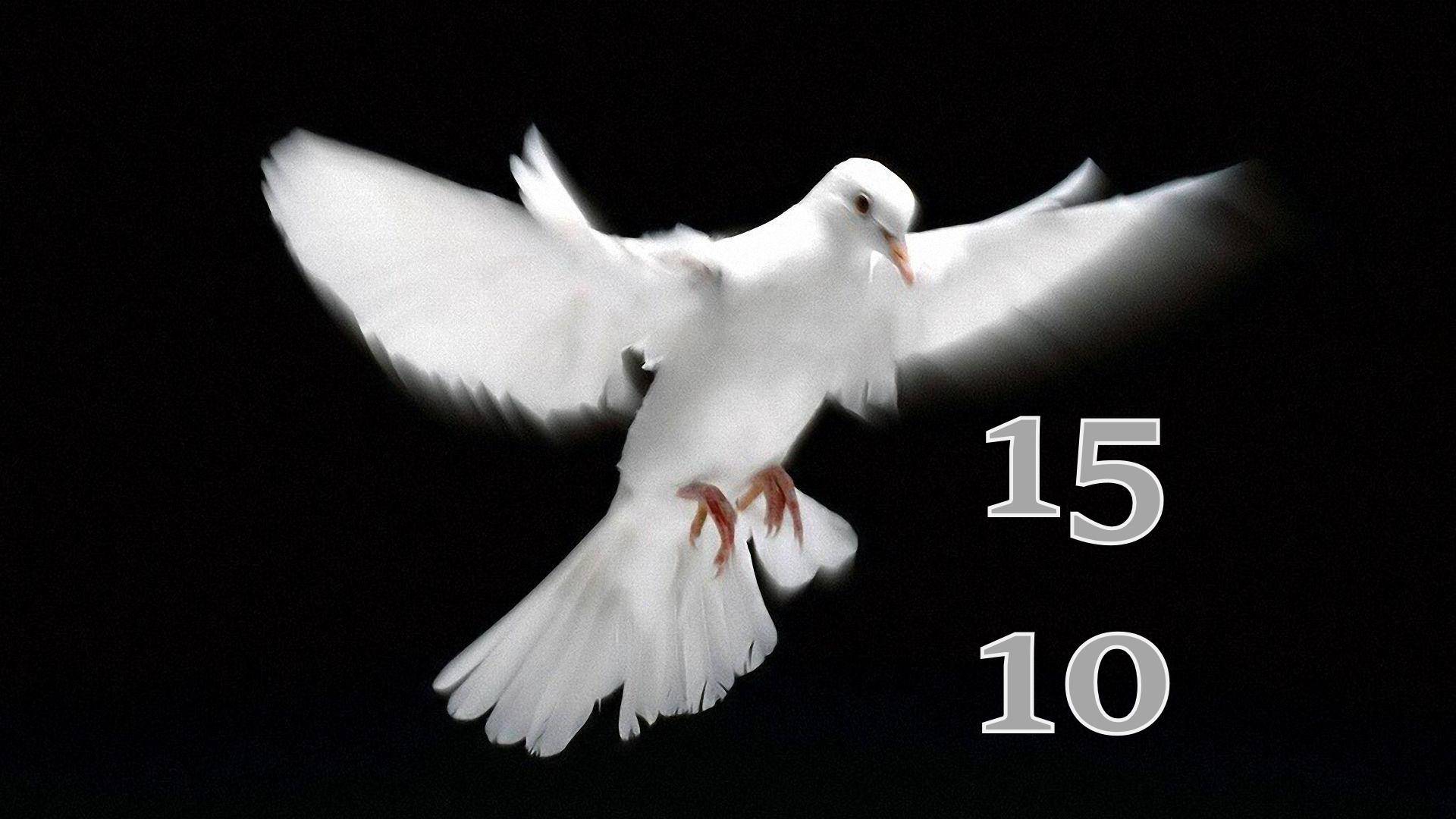 15.10.2025 - Прямая трансляция ст.Елизаветинская