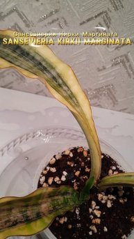 Сансевиерия Кирки Маргината 
Sansevieria Kirkii Marginata