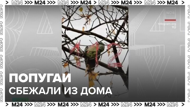 Попугаи оказались на улице в Бабушкинском районе Москвы