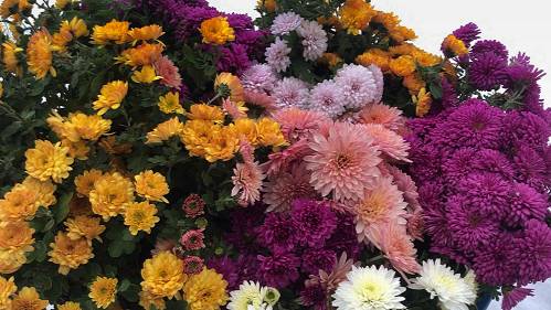 Самый простой и надежный СПОСОБ ХРАНЕНИЯ ХРИЗАНТЕМЫ МУЛЬТИФЛОРА ЗИМОЙ.