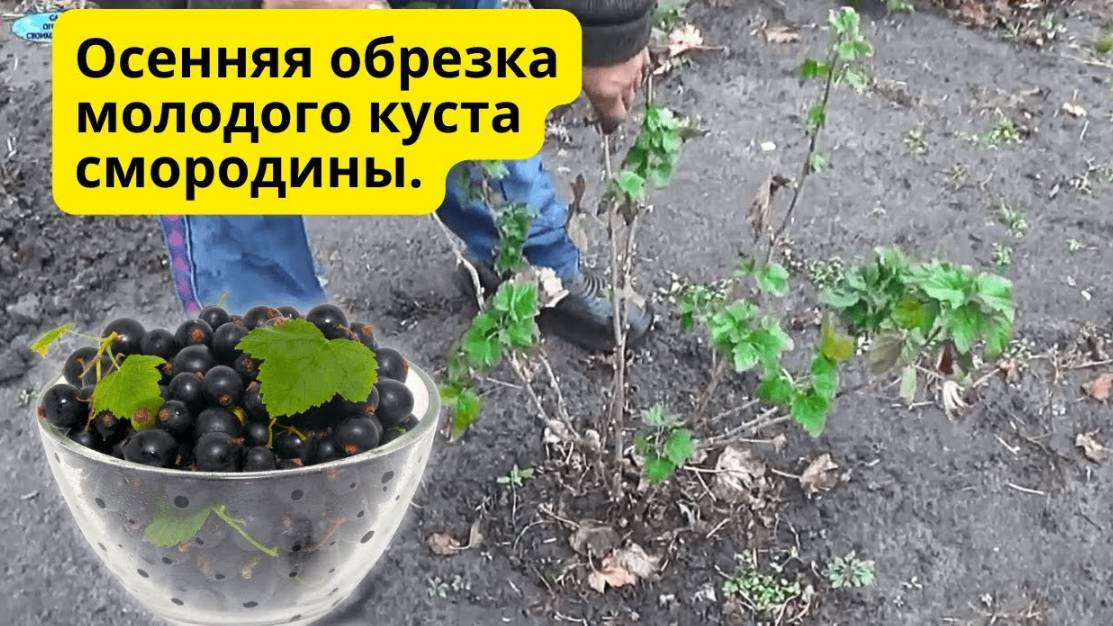 Обрезка молодого куста смородины важный шаг к урожаю