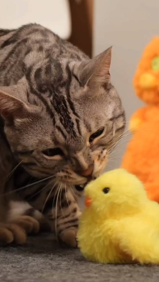 Говорят, что птицы нынче не настоящие! #кусьшоу #распаковка #котики #питомцы #игрушки