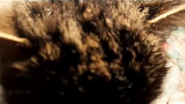 Помощники....