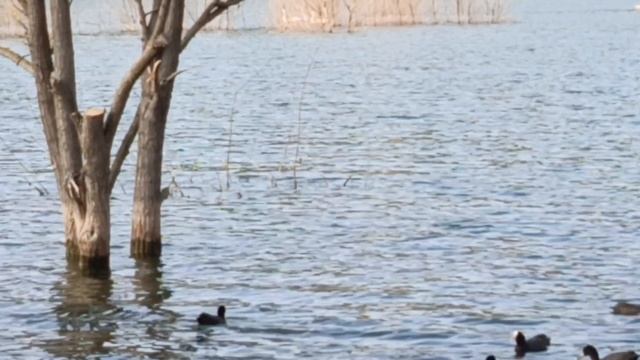 Настоящий отдых для души✨Лебеди,уточки,озеро,свежий воздух...