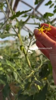 Отличная профилактика фитофторы