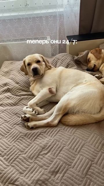 Двойное гиперактивное времяпровождение😆))