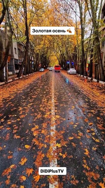 Золотая осень в Иране. #travel #tehran #иран #iran #путешествия #music #DiDiPlusTV