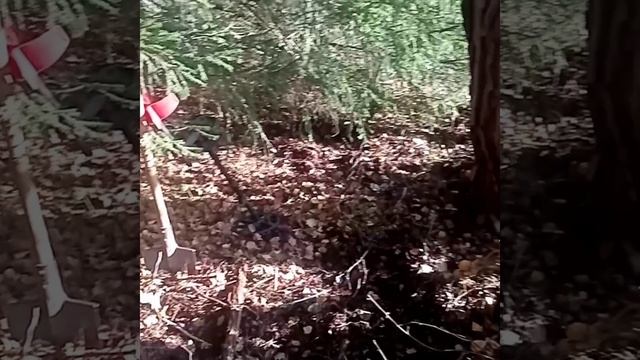 Откуда в лесу это.