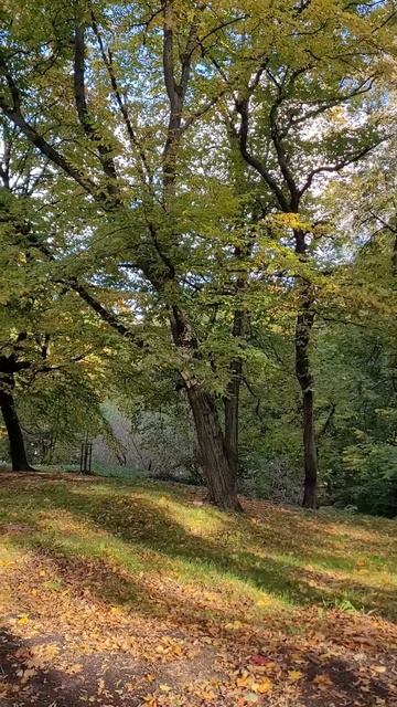 Осень в Калининграде. Центральный парк