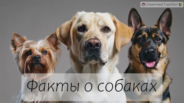 Факты о собаках 🐶| Обучающее видео для детей 🎬