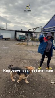 Карусели всех собачников