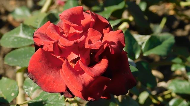 24=09=2025 кмр ПВН (122)