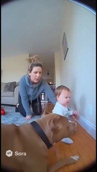 Пёс спас ребёнка. ⚡️ 🐶