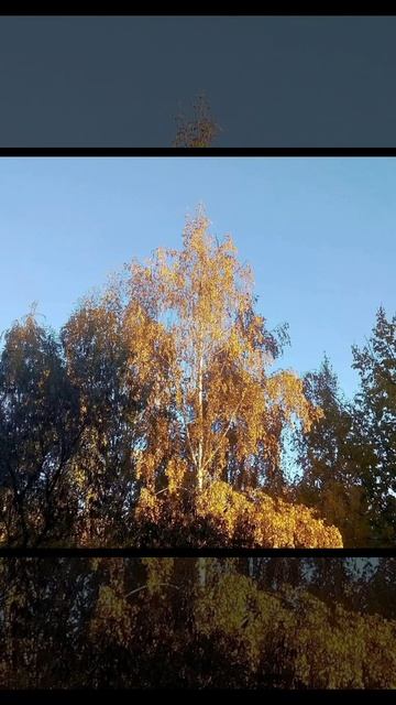 Золотая осень🌼🍂🍁:виды из окна.
Золотой водопад и рыжая собака🐕 и...