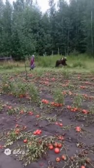 Напугала бедного Мишку!