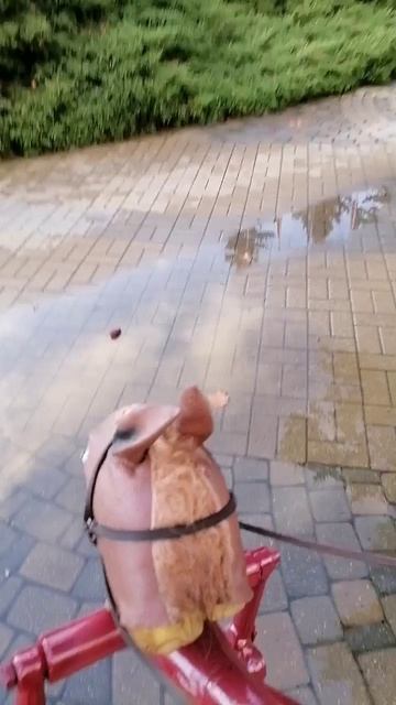 Чудо конь в заботливых руках Дашевского..