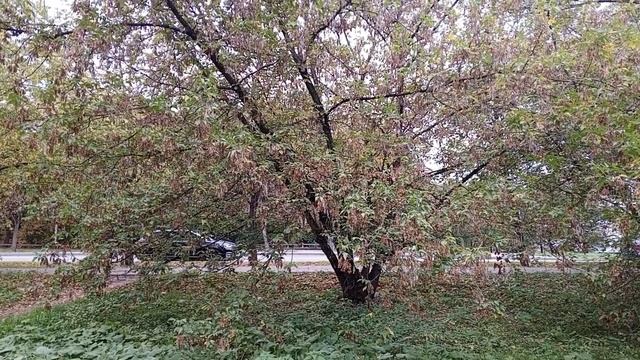 Краски осени. Москва