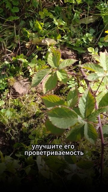 Обрезка ежевики осенью для начинающих: что вырезать и как #ежевика