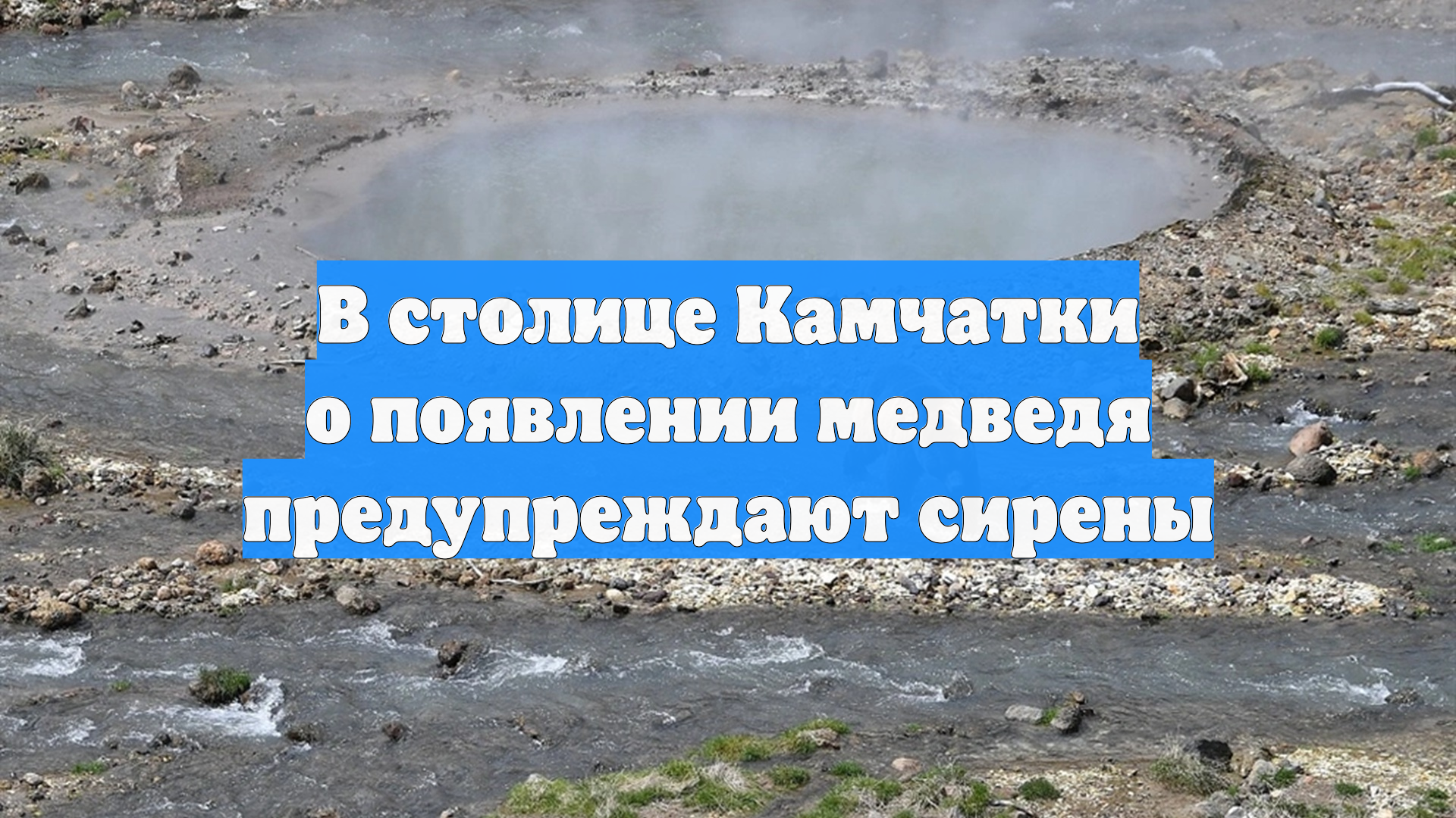 В столице Камчатки о появлении медведя предупреждают сирены