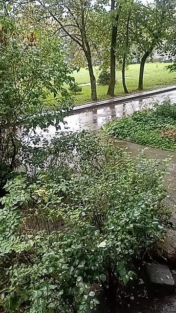 стихи  ру  читает автор  Светлана  Перлис-Захарова