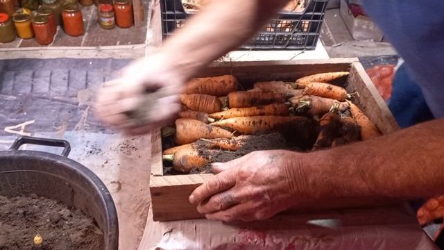 КАК ХРАНИТЬ МОРКОВЬ ЗИМОЙ.
