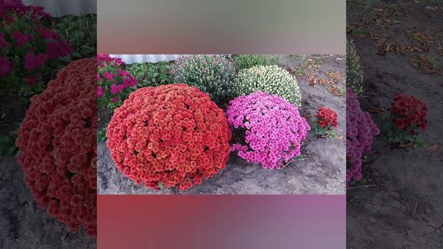 Хризантемы. Мультифлора#