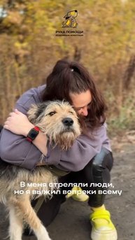 Пес, в которого стреляли