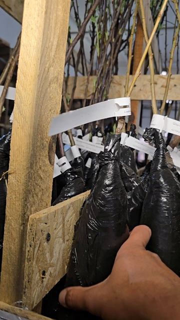 Колоновидные яблони: спасение для участков с высокими грунтовыми водами!