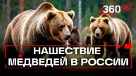 Россию наводнили медведи. Почему их так много?