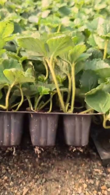 Саженцы ЗКС клубники Кабрилло