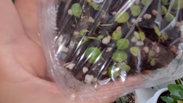 Хомячная 🐹 коллекция растений на подоконнике