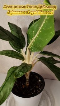 Аглаонема Роял Даймонд 
Aglaonema Royal Diamond