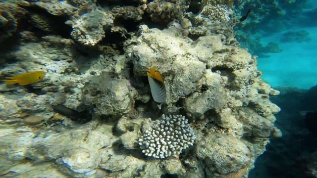 часть 7 Ракушка и рыба риф шарм эль шейх