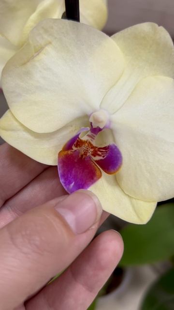 ТЦ Сити. Кузнецк. Распродажа орхидей