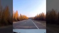 В ЯНАО лось чудом не попал под колёса автомобиля.