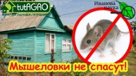 Мышеловку и яды не использую: расставляю по углам этот материал и грызуны в дом не заглядывают!