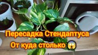Пересаживаю Цветок Стендаптус. От куда столько! 😱