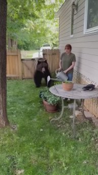 Защитили хозяйку !