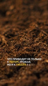 Кислые почвы: что делать?